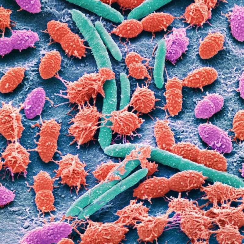 What do home faecal test kits really reveal about our gut microbiome?