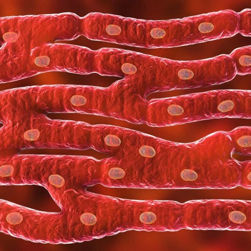 Common antibiotics can regenerate heart cells in animals Common antibiotics can regenerate heart cells in animals