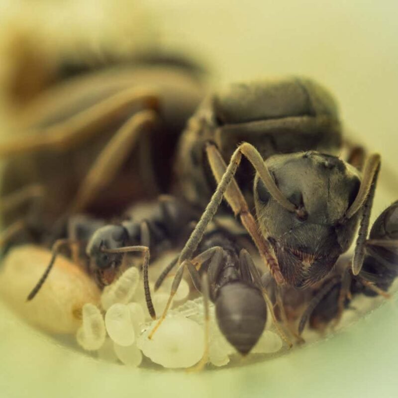 Ant queens have good reasons for eating their own babies