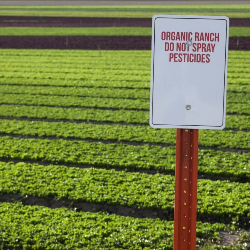 Organic farms trigger more pesticide use on nearby conventional farms