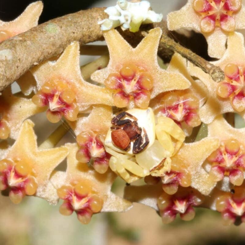 Male and female spiders pair up to look like a flower