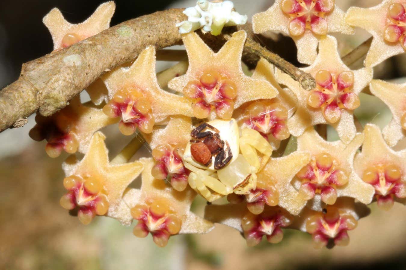 Male and female spiders pair up to look like a flower