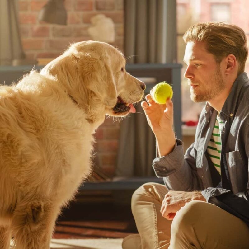 Dogs really do understand that words stand for objects