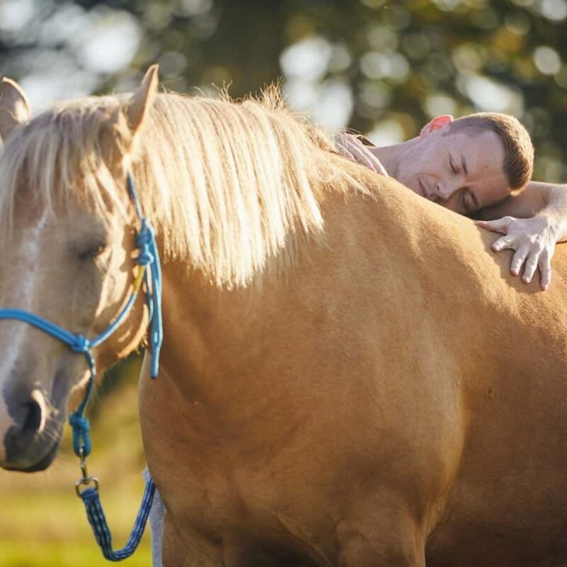 Horses used in therapy often avoid people if they are given a choice