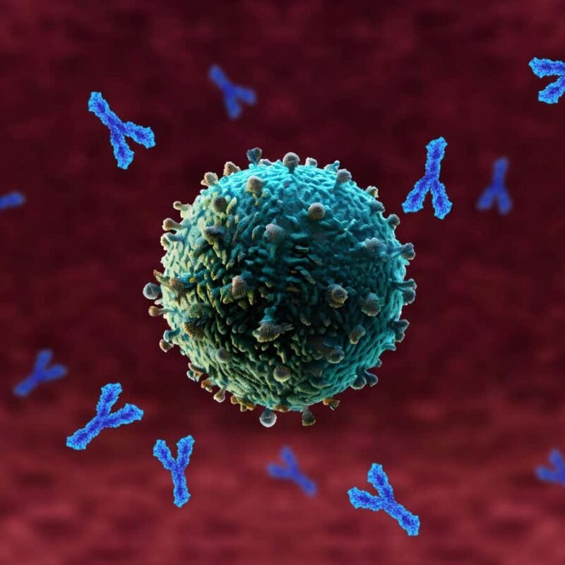 Antibody therapy makes the immune systems of old mice young again