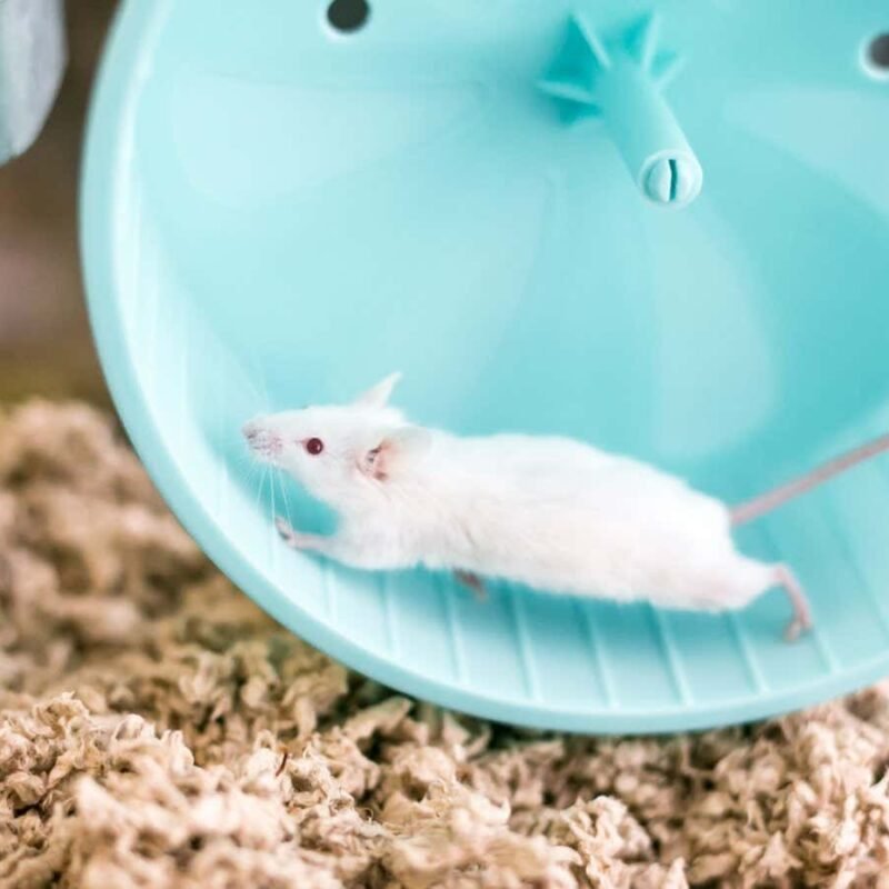 Why vigorous exercise could inadvertently lead to weight gain