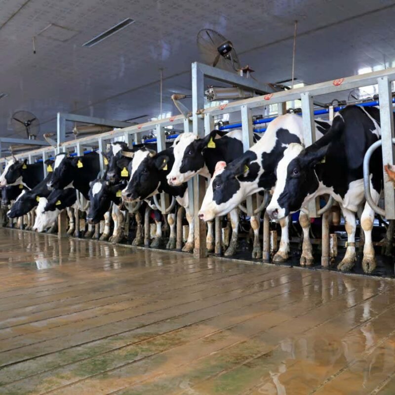 Bird flu confirmed in person who had contact with infected dairy cows