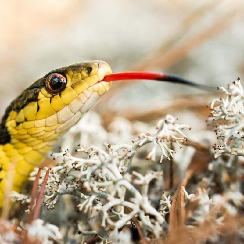 Snakes show signs of self-recognition in a smell-based ‘mirror test’
