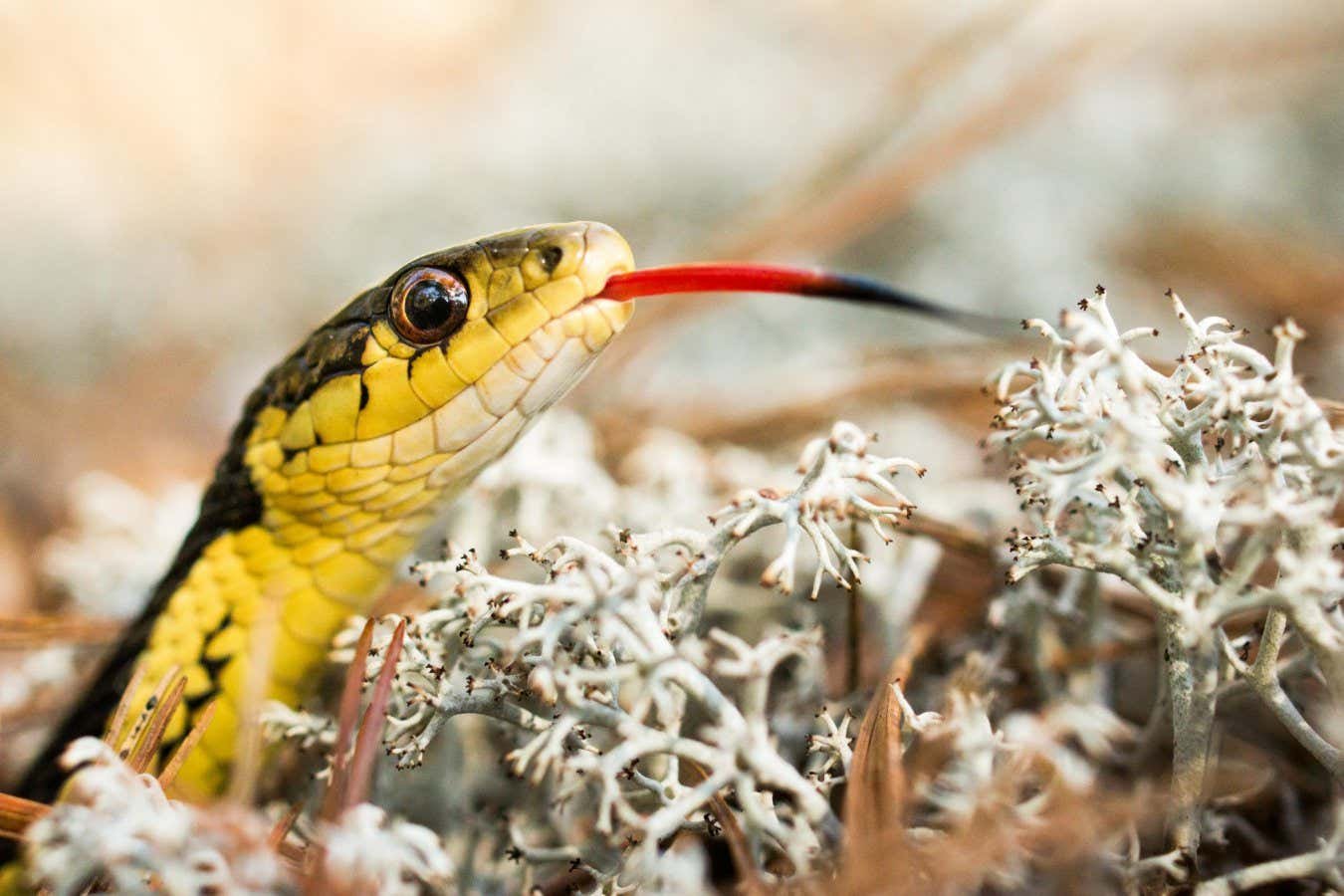 Snakes show signs of self-recognition in a smell-based ‘mirror test’