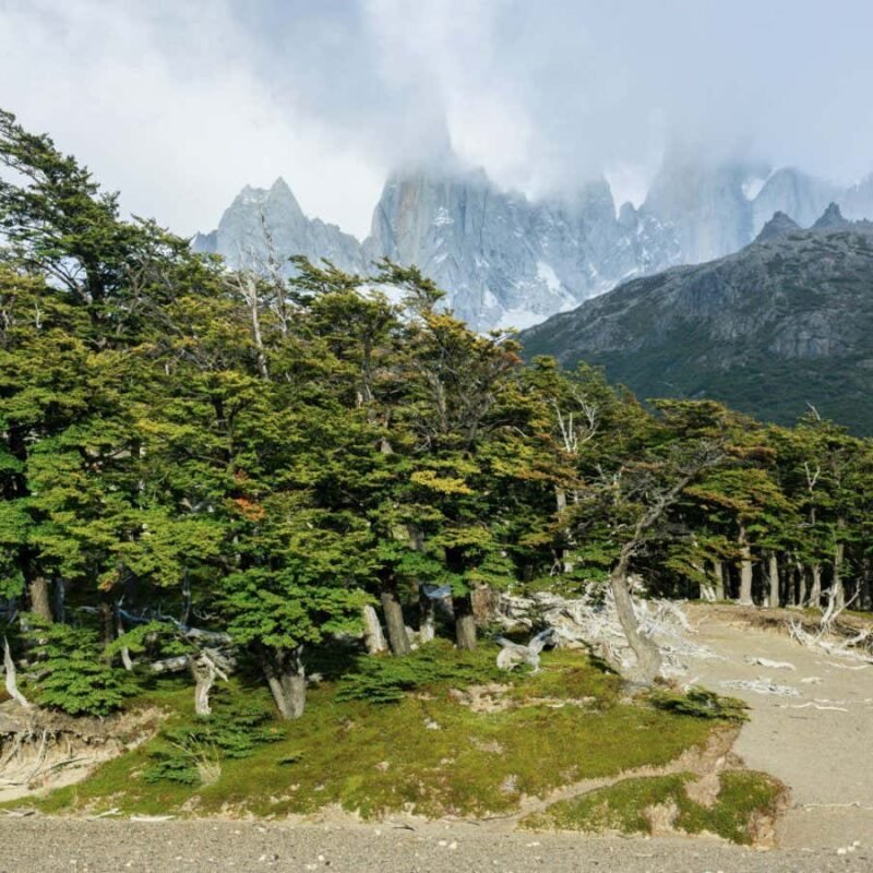 Climate change can disturb the accuracy of trees’ biological clocks