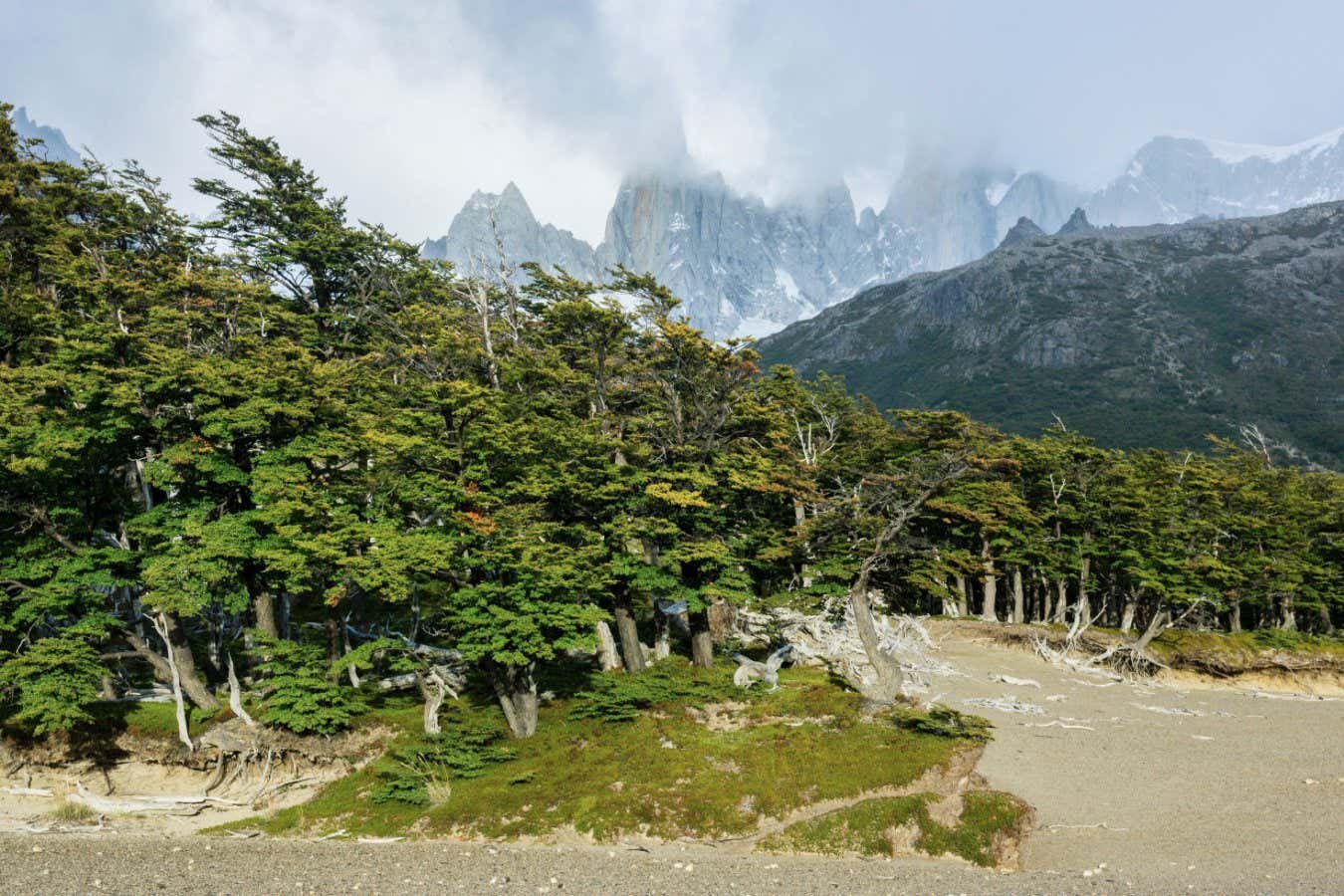 Climate change can disturb the accuracy of trees’ biological clocks