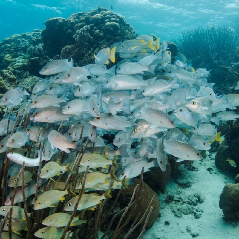 Marine protected areas aren’t helping fish populations recover