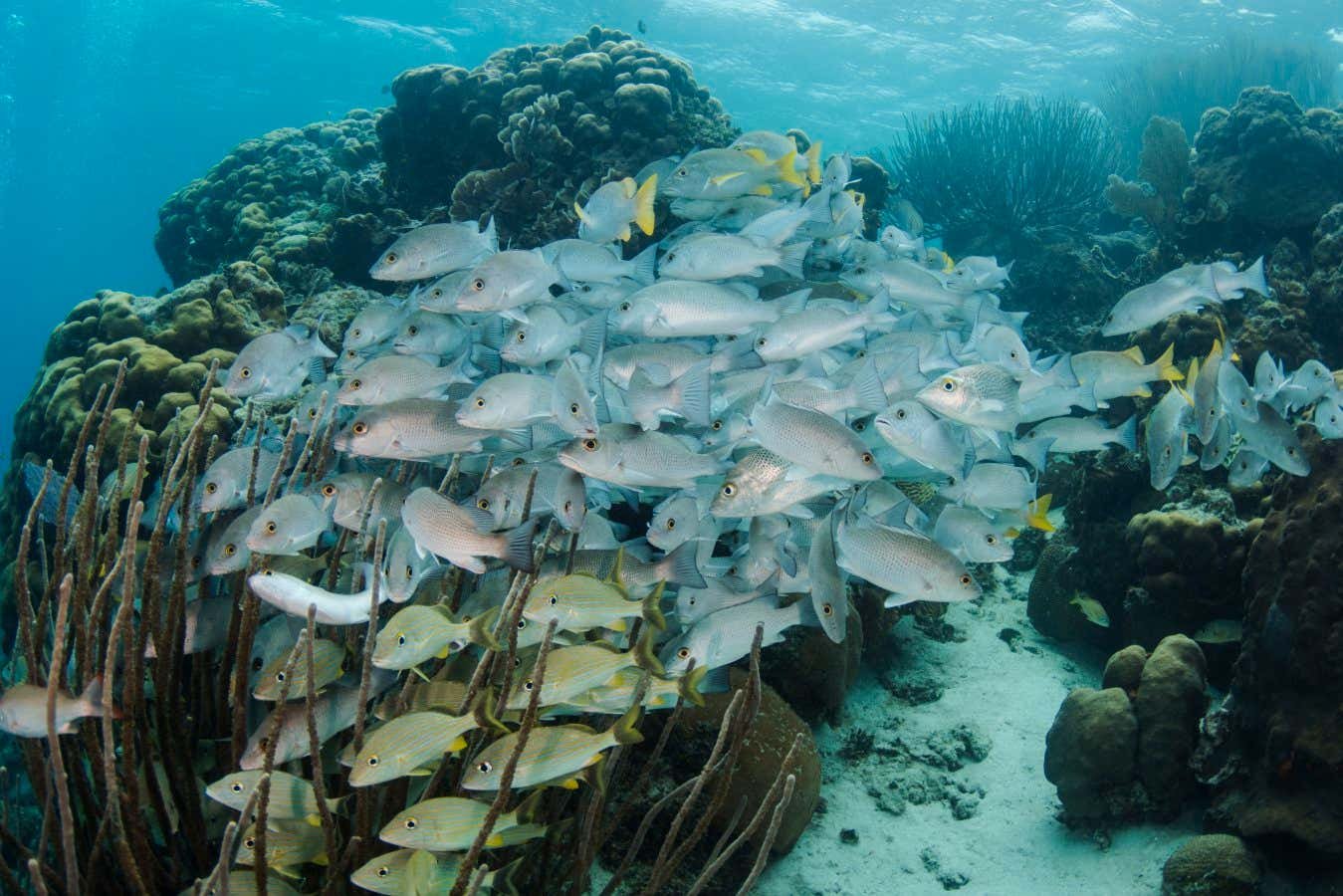 Marine protected areas aren’t helping fish populations recover