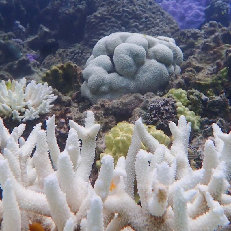 How mass bleaching has pushed the Great Barrier Reef to the brink