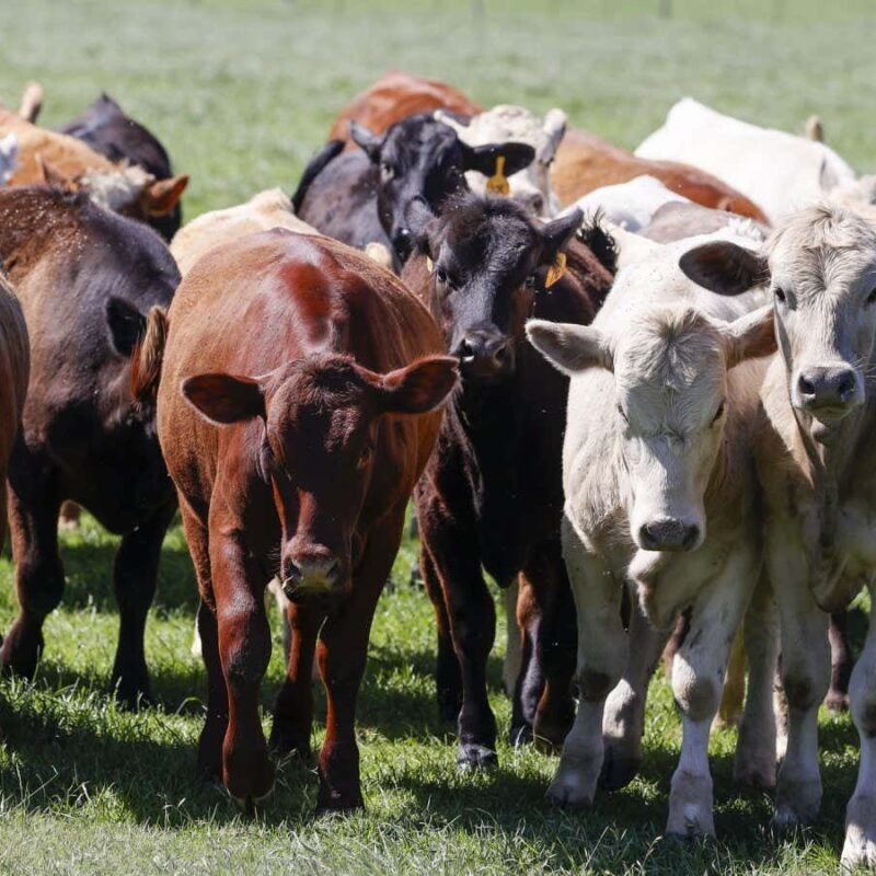 Should we be worried about a bird flu pandemic in the US?