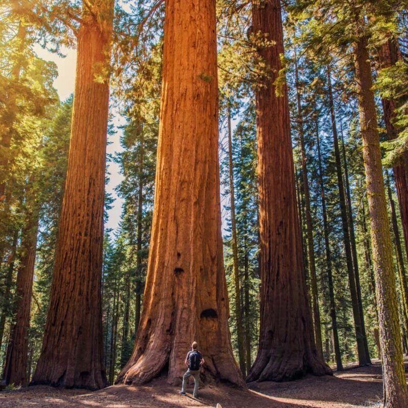 Suppressing wildfires is harming California’s giant sequoia trees