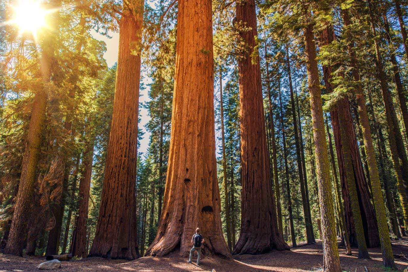 Suppressing wildfires is harming California’s giant sequoia trees