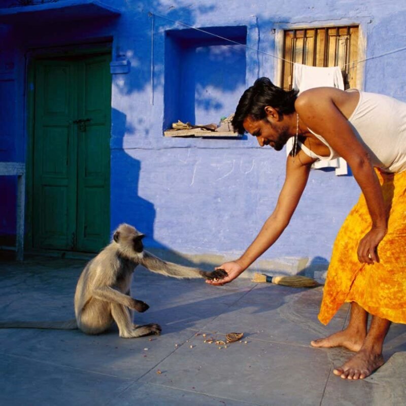 Left-handed monkeys prompt rethink about evolution of right-handedness
