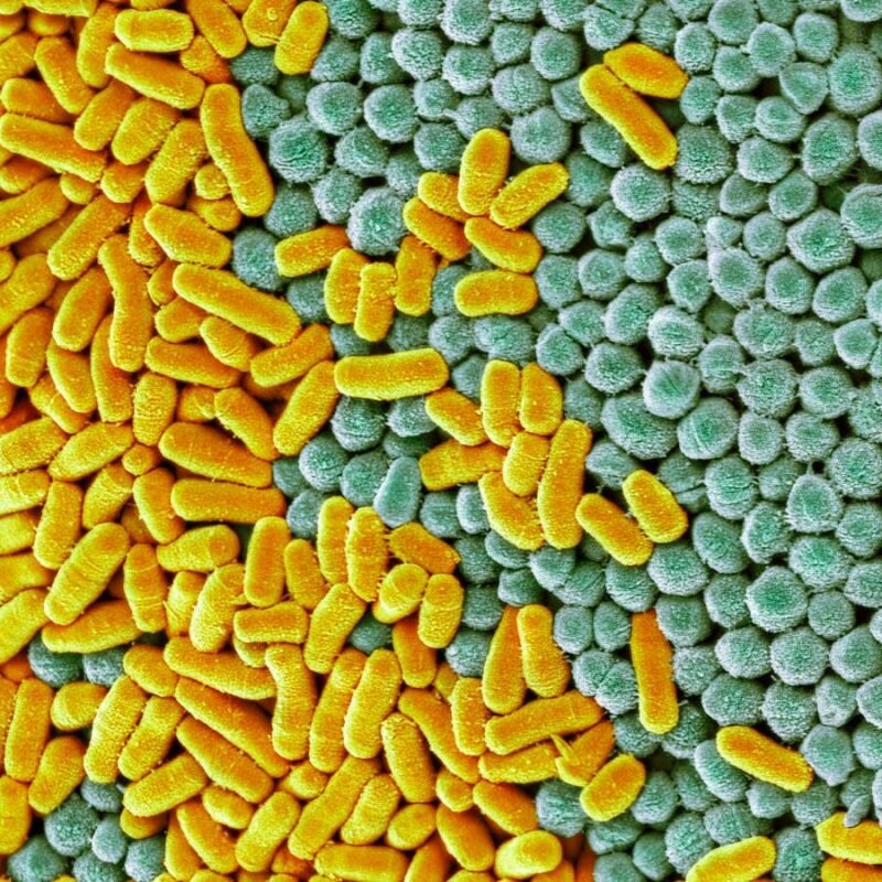 Oral vaccine prevents recurring UTIs for nine years