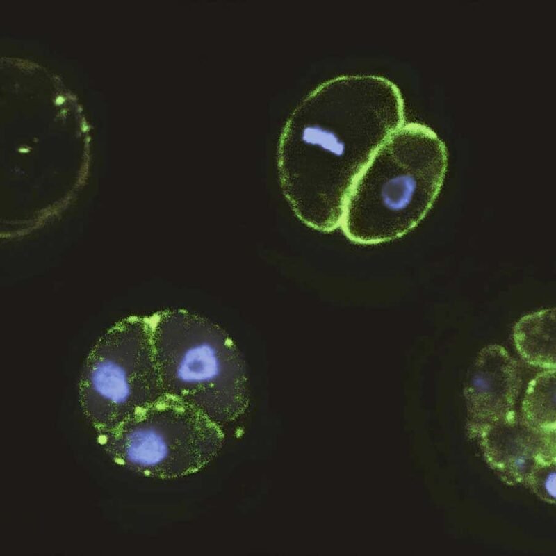 Colonies of single-celled creatures could explain how embryos evolved