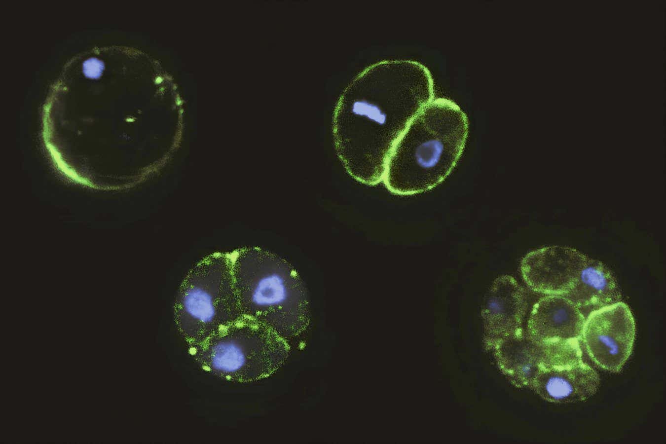 Colonies of single-celled creatures could explain how embryos evolved