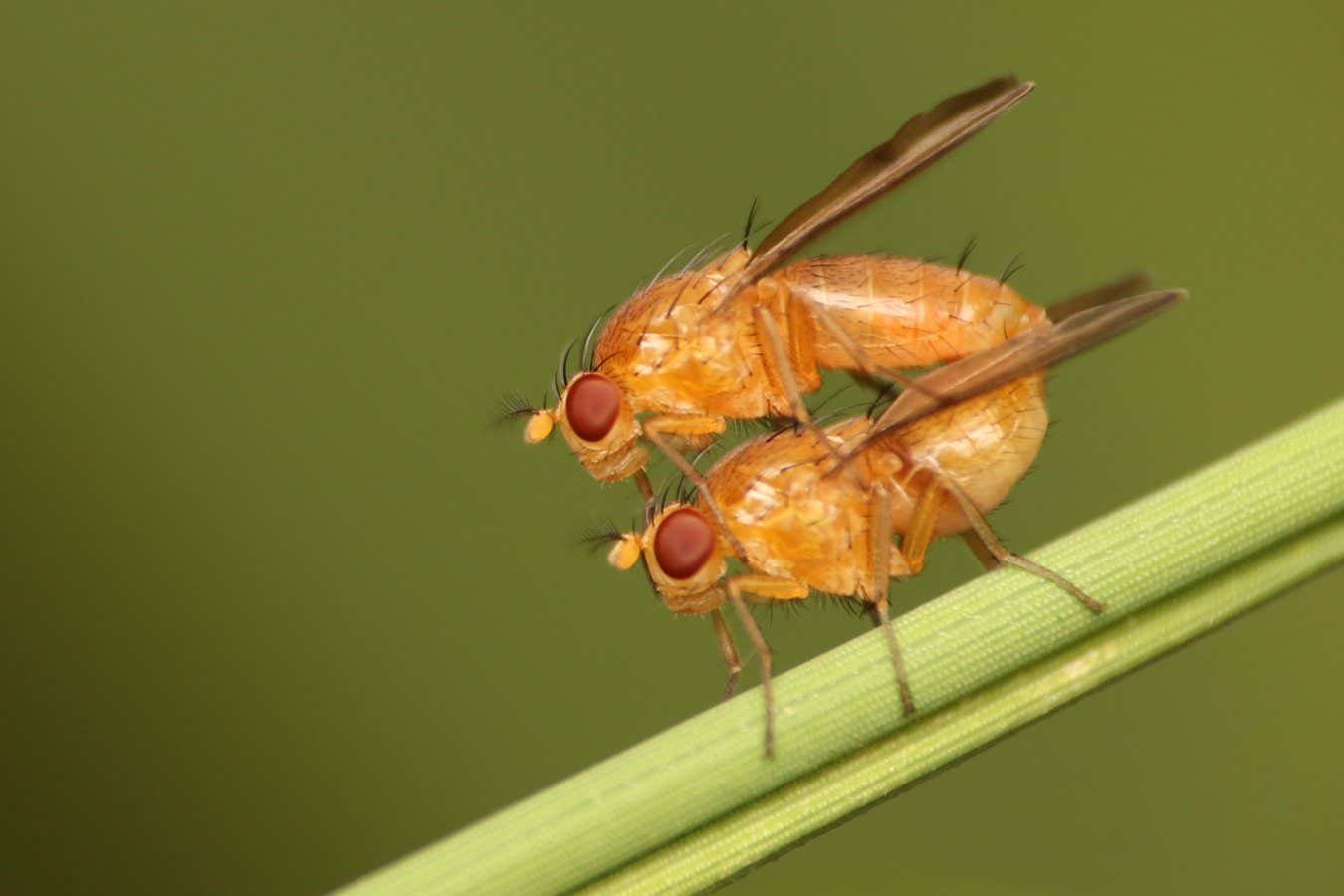 Air pollution can make insects mate with the wrong species