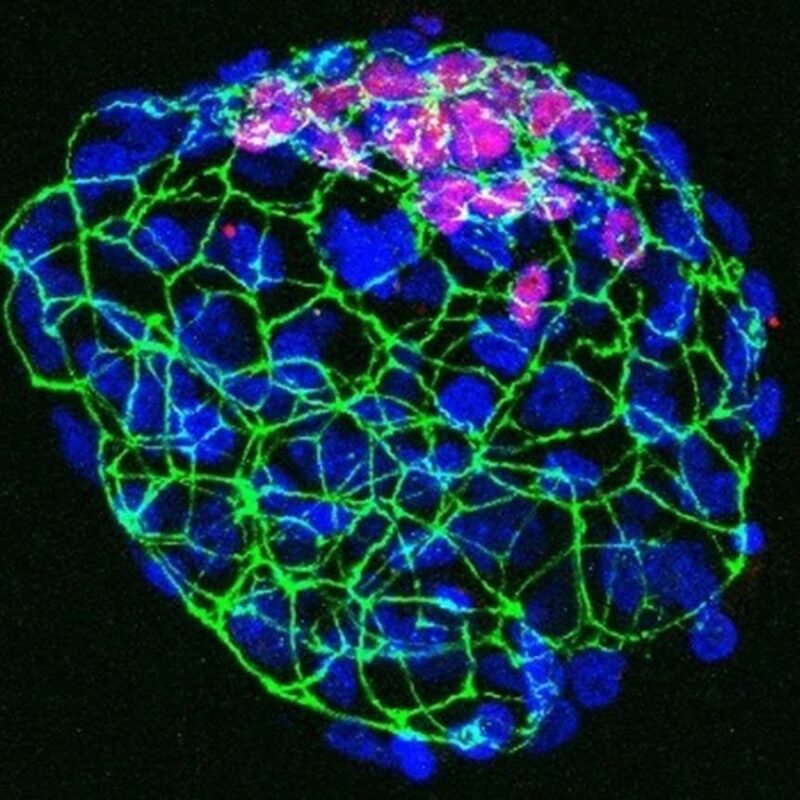 Embryos pause development when nutrients are low — and now we know how