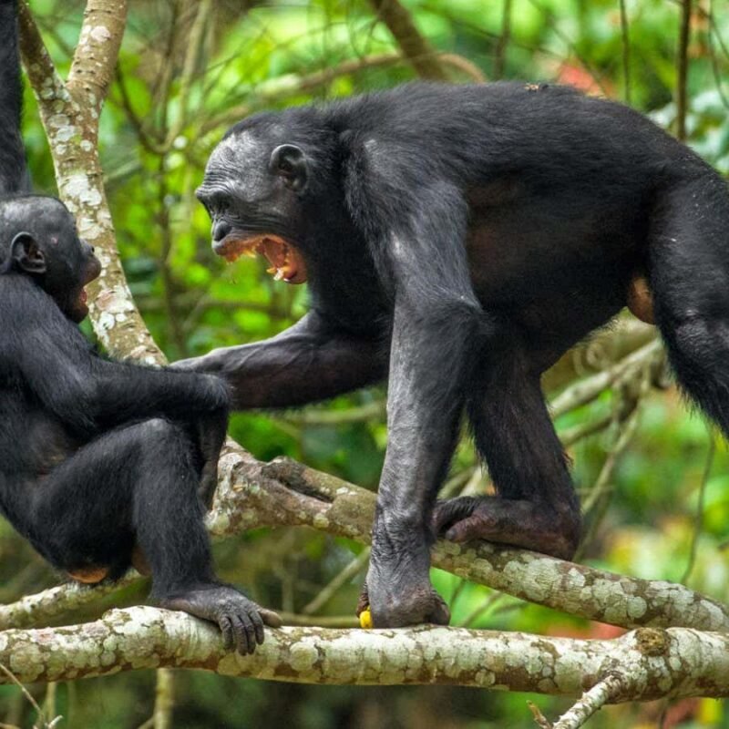 ‘Peaceful’ male bonobos may actually be more aggressive than chimps