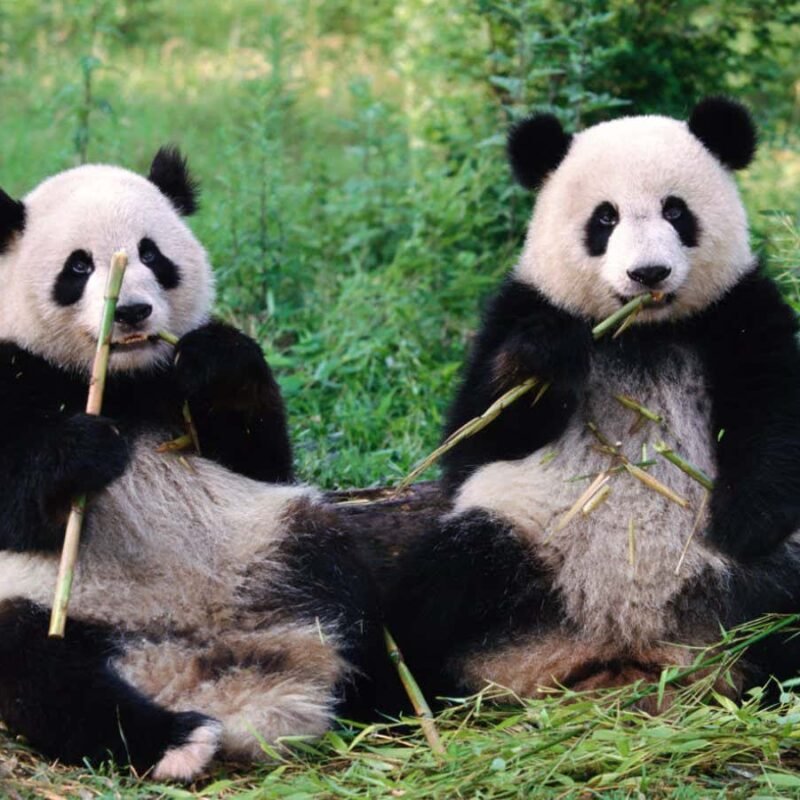 Are panda sex lives being sabotaged by the wrong gut microbes?