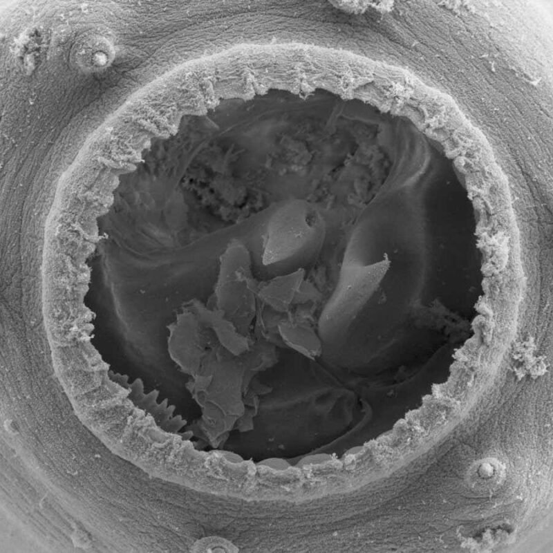 Tiny nematode worms can grow enormous mouths and become cannibals