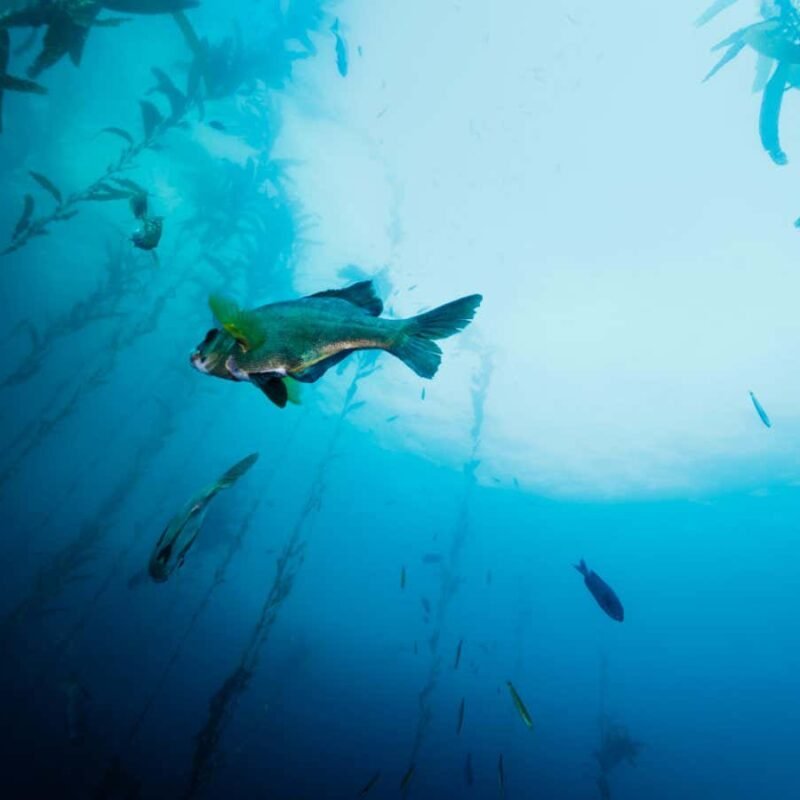 Extreme heat in 2023 linked to drastic slump in growth of marine life