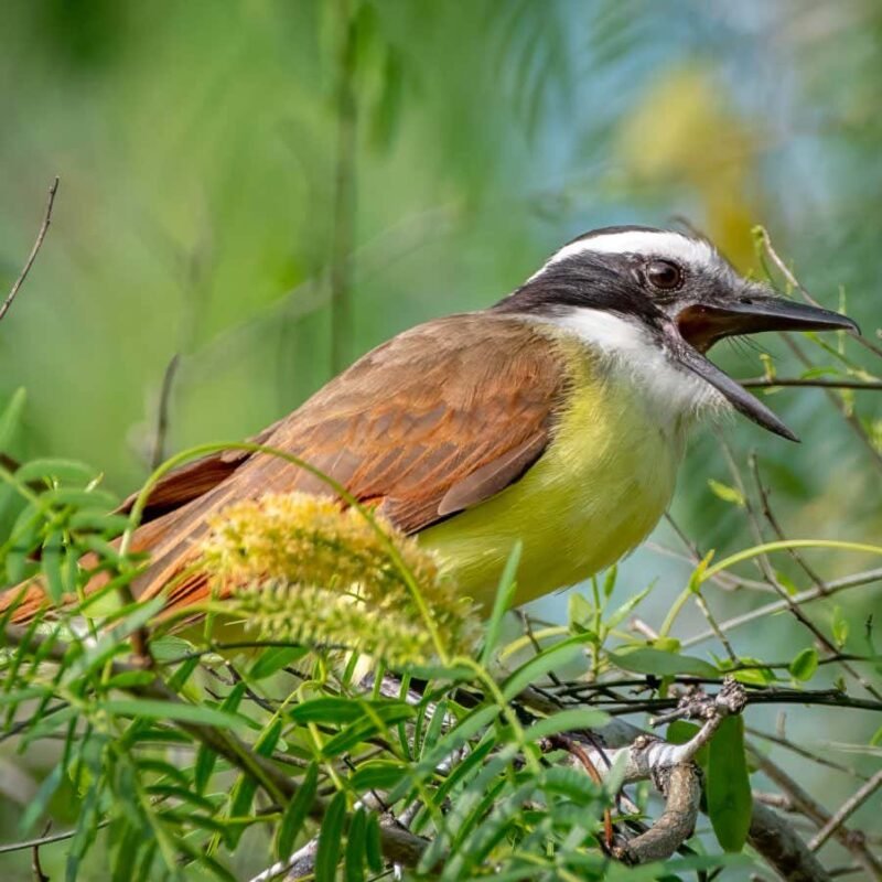 Songs that birds ‘sing’ in their dreams translated into sound
