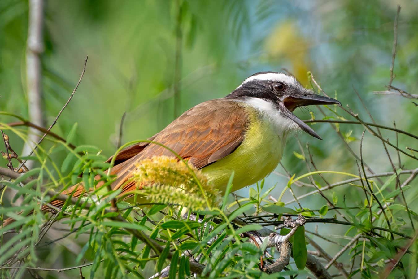 Songs that birds ‘sing’ in their dreams translated into sound