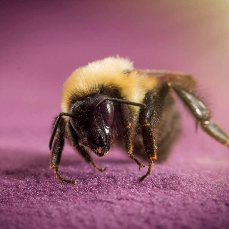 Sleeping bumblebees can survive underwater for a week
