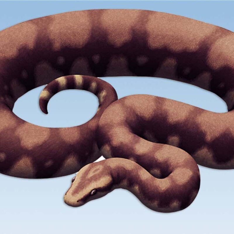 Fossil snake discovered in India may have been the largest ever