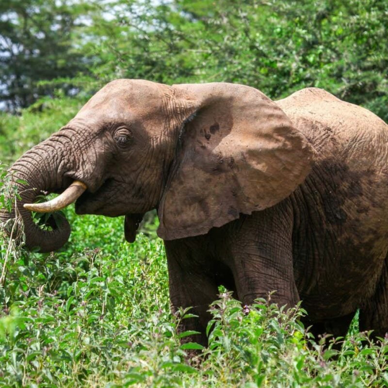 Animals may help ecosystems store 3 times more carbon than we thought