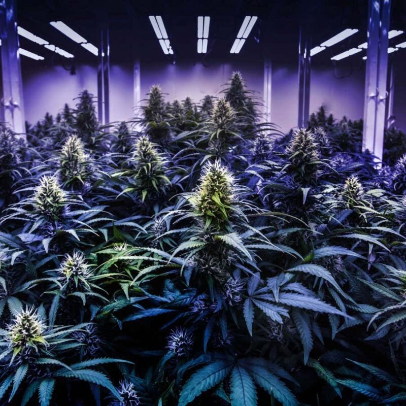 How cannabis gets you high and alters your perception