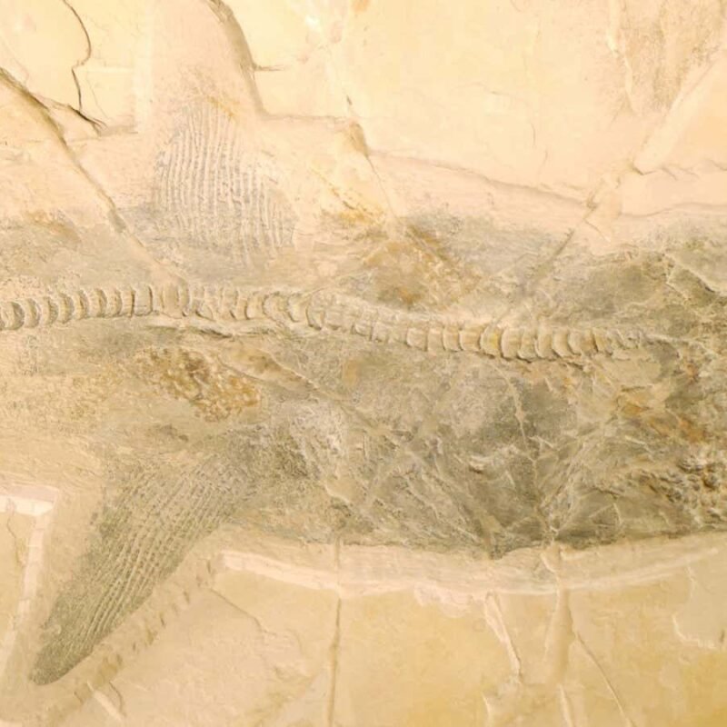 Exquisite fossils of Cretaceous shark solve mystery of how it hunted