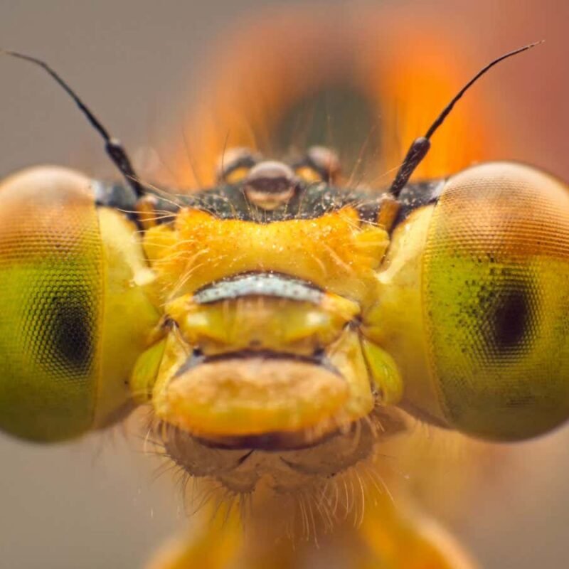 Some scientists say insects are conscious – it doesn't settle anything