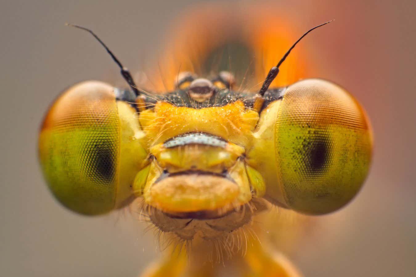 Some scientists say insects are conscious – it doesn't settle anything