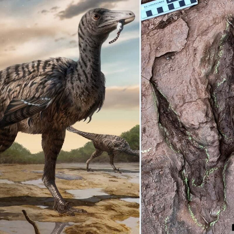 Huge dinosaur footprints belonged to one of the largest raptors ever