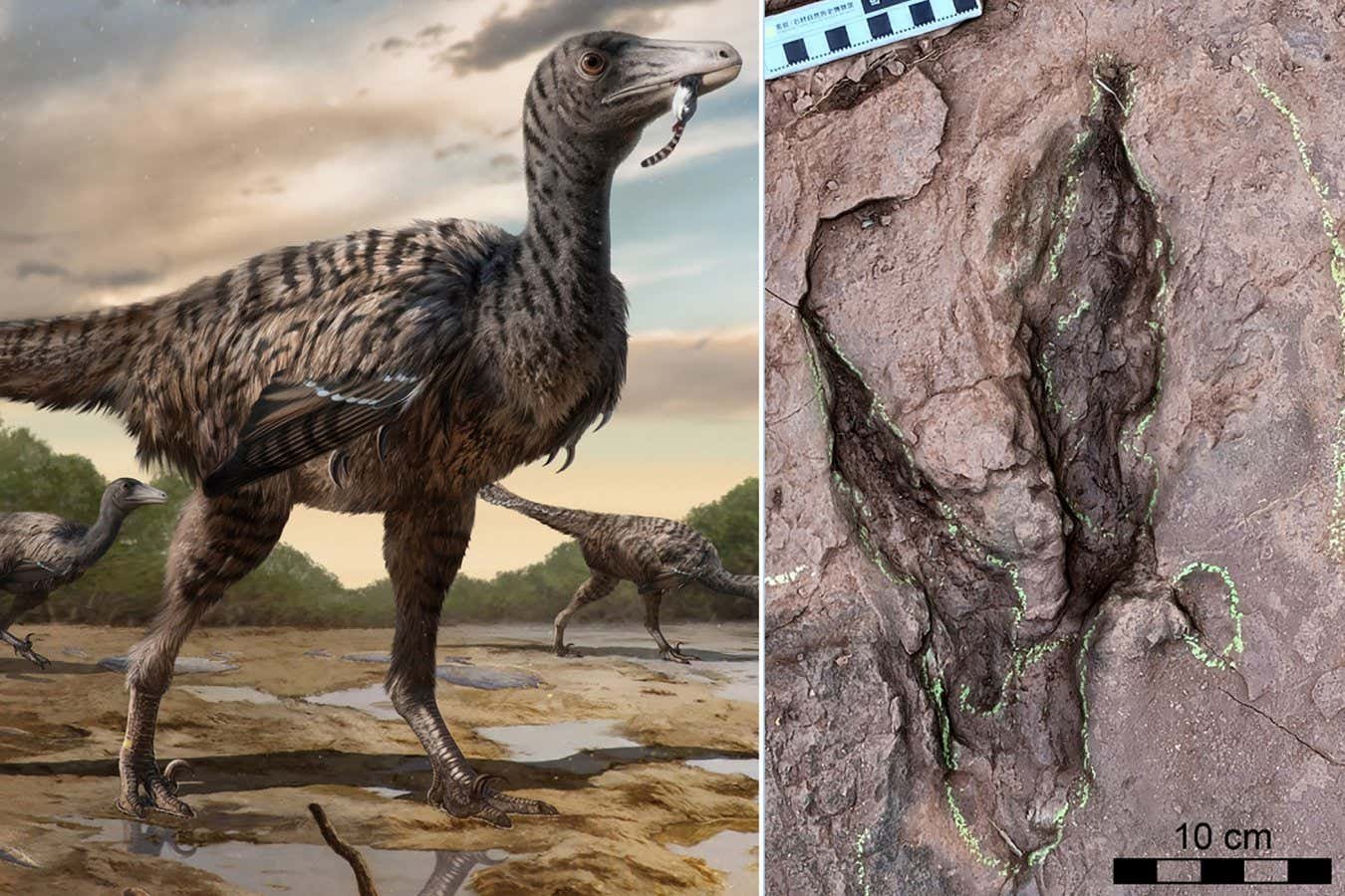 Huge dinosaur footprints belonged to one of the largest raptors ever