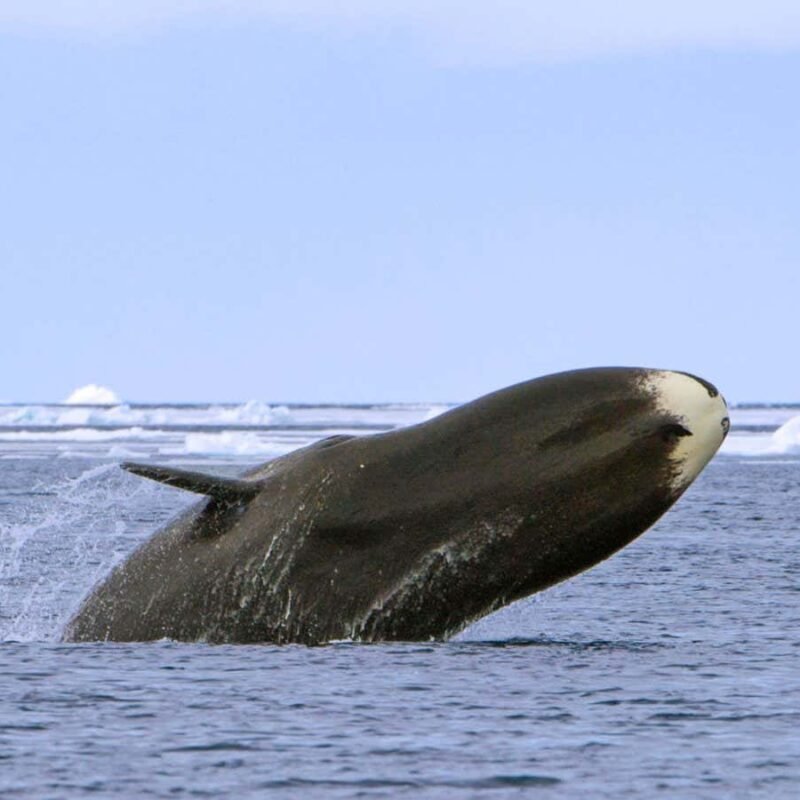 Bowhead whales still harmed from whaling that ended a century ago Bowhead whales still harmed from whaling that ended a century ago