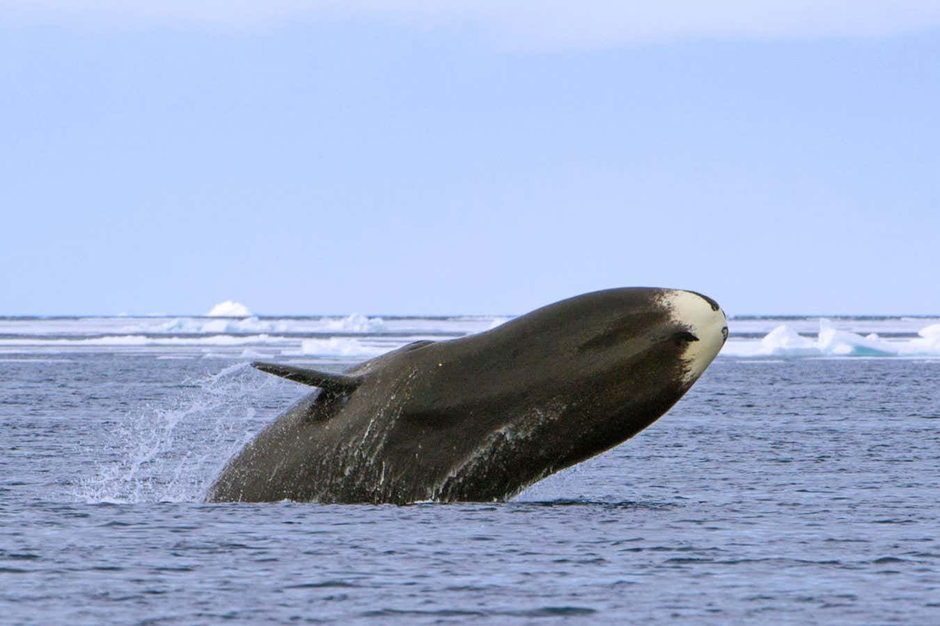 Bowhead whales still harmed from whaling that ended a century ago