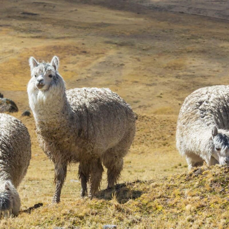 Alpacas are the only mammals known to directly inseminate the uterus Alpacas are the only mammals known to directly inseminate the uterus