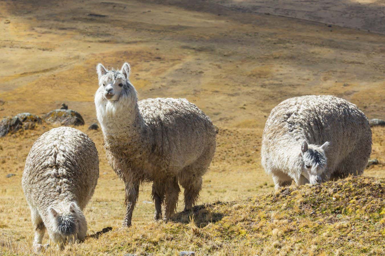 Alpacas are the only mammals known to directly inseminate the uterus