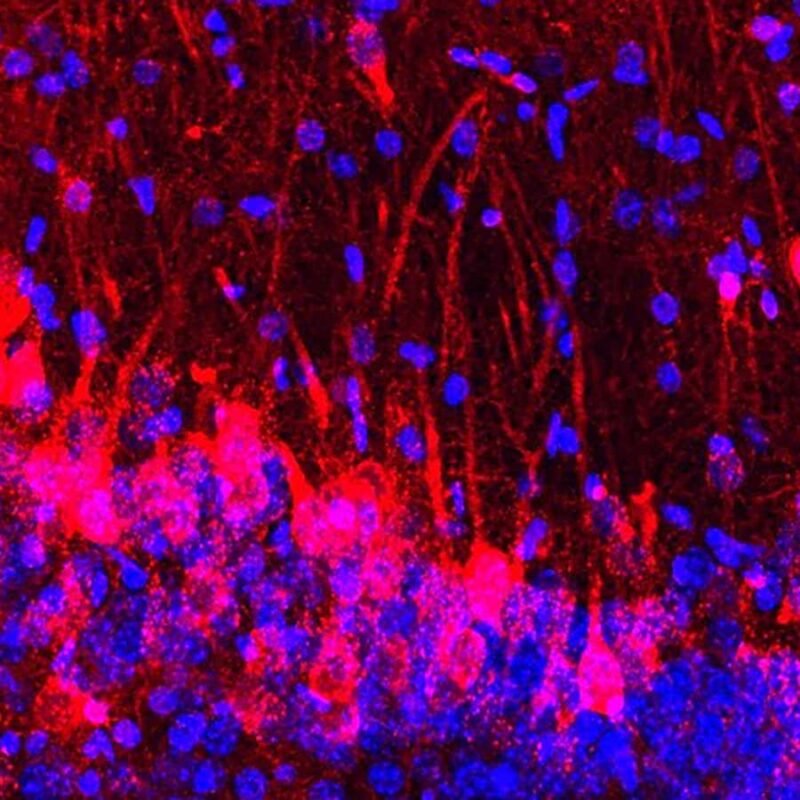 Rat neuron injection lets mice that can’t smell sniff out cookies