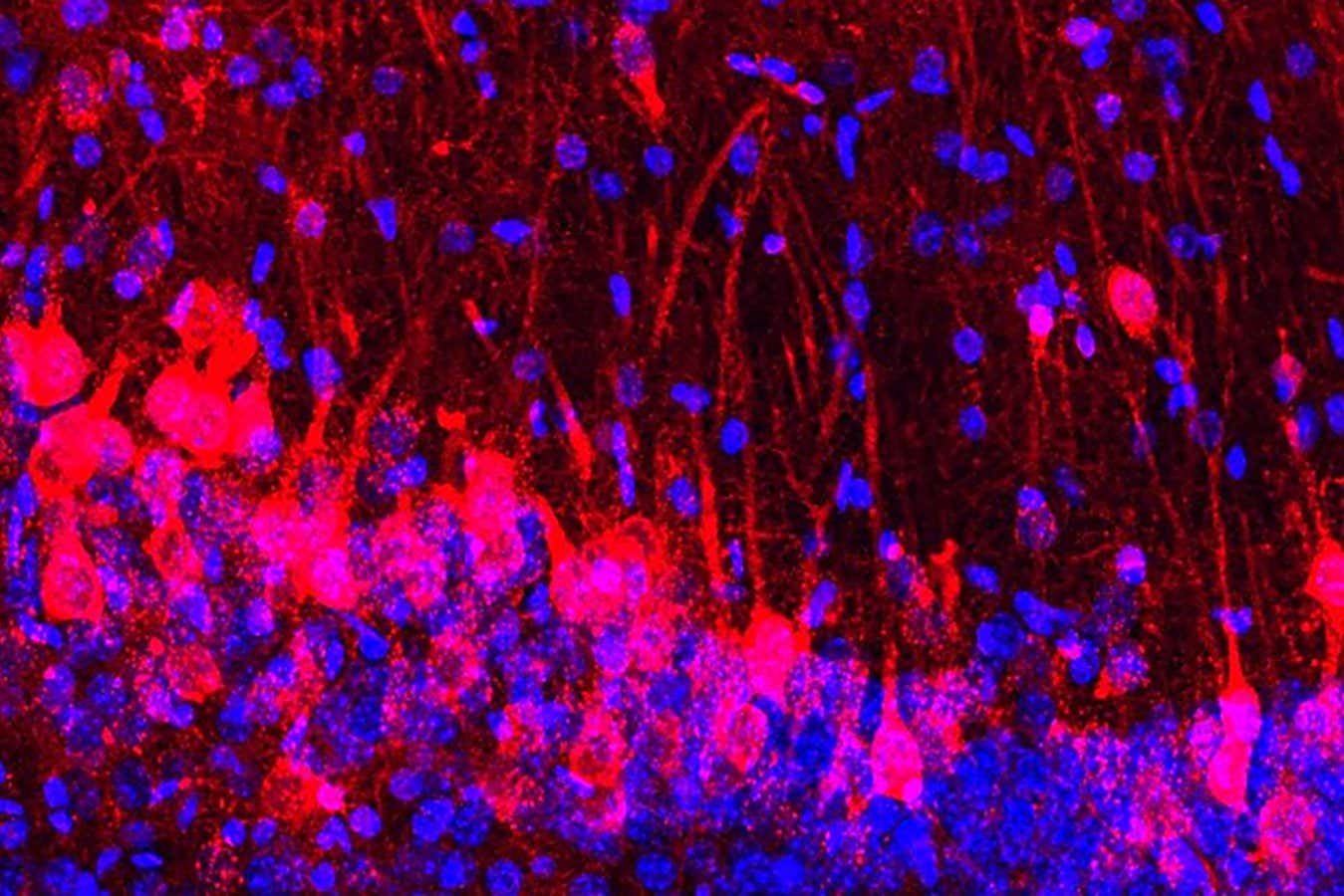 Rat neuron injection lets mice that can’t smell sniff out cookies