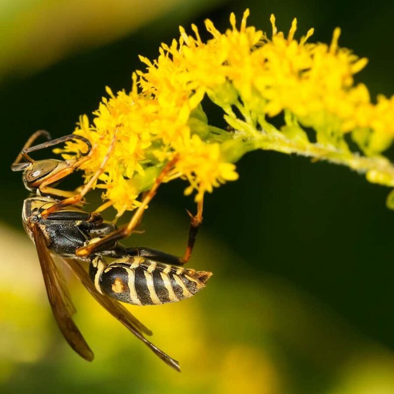 Wasps use face-recognition brain cells to identify each other Wasps use face-recognition brain cells to identify each other