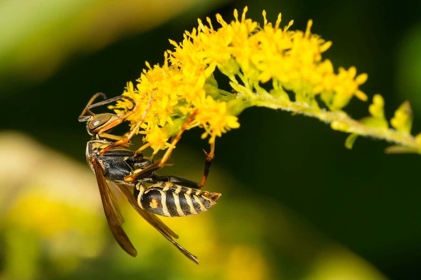 Wasps use face-recognition brain cells to identify each other